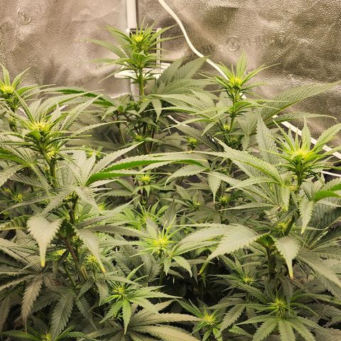 Animal Mints growlog timeline photo