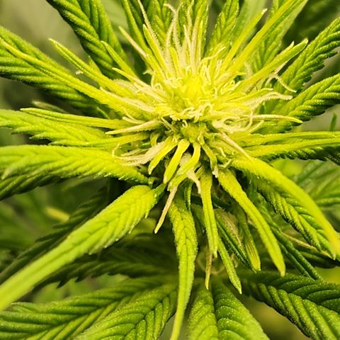 Animal Mints growlog timeline photo
