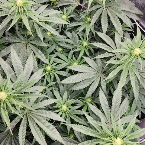 Animal Mints growlog timeline photo