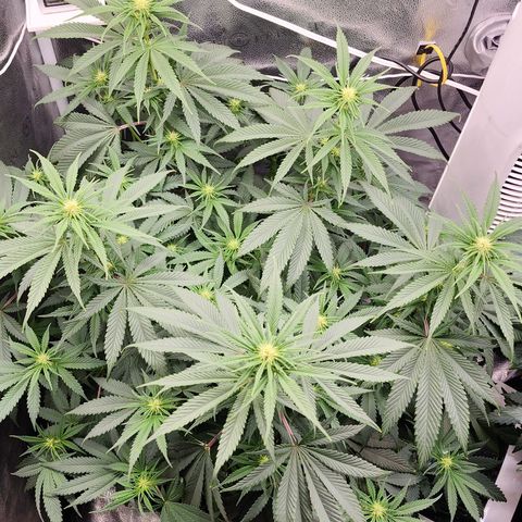 Animal Mints growlog timeline photo