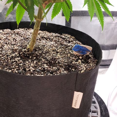 Animal Mints growlog timeline photo