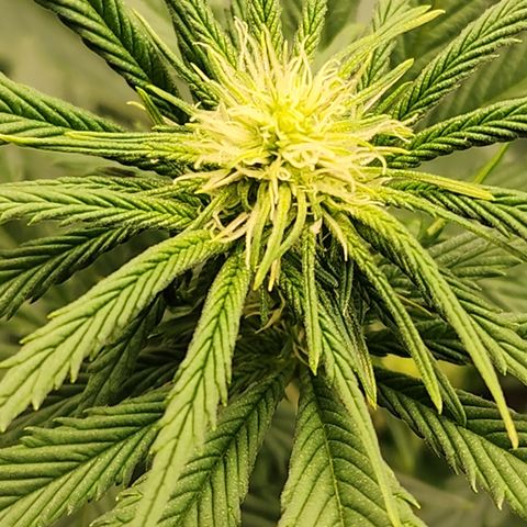 Animal Mints growlog timeline photo