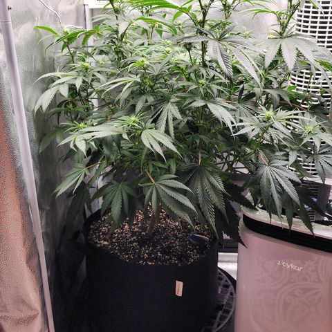 Animal Mints growlog timeline photo