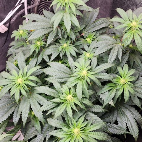 THC Bomb growlog timeline photo