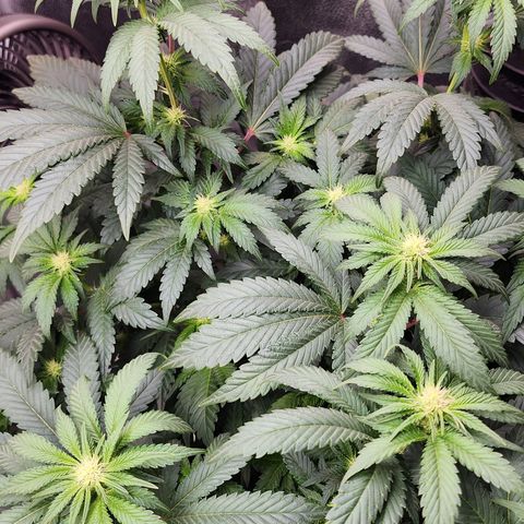 THC Bomb growlog timeline photo