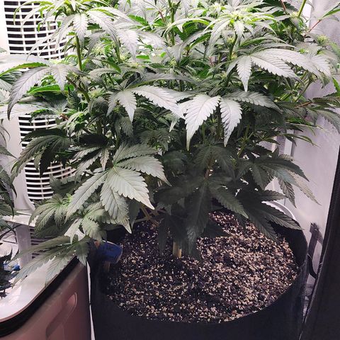 THC Bomb growlog timeline photo