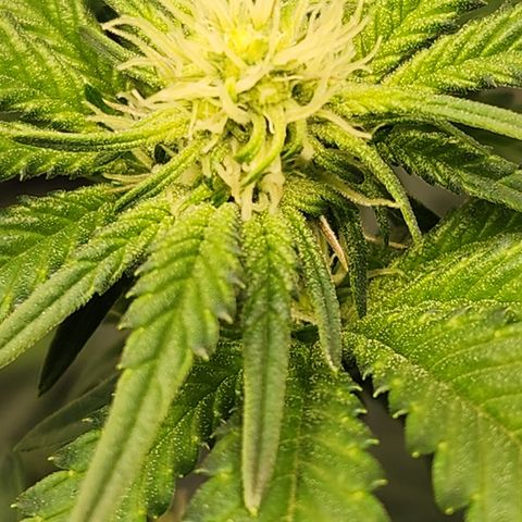 THC Bomb growlog timeline photo