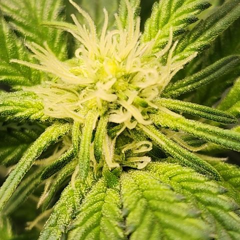 THC Bomb growlog timeline photo