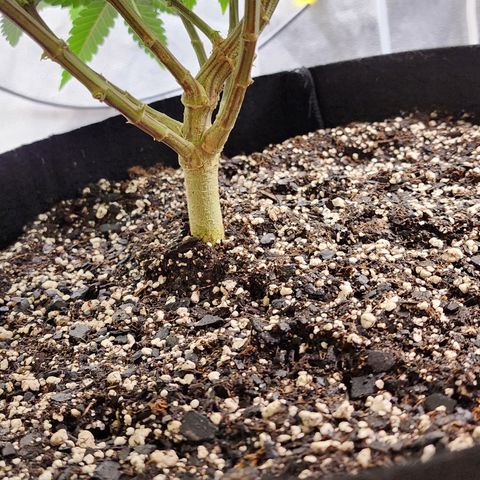 THC Bomb growlog timeline photo
