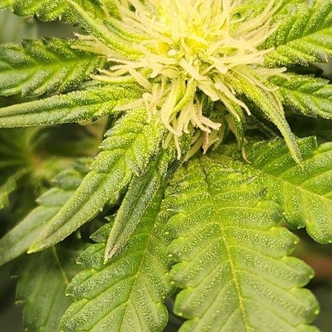 THC Bomb growlog timeline photo