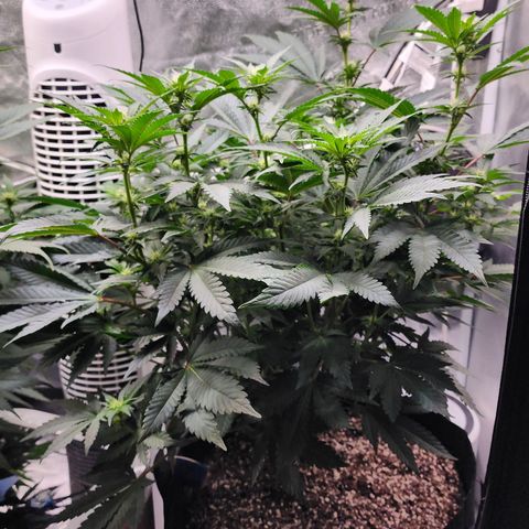THC Bomb growlog timeline photo