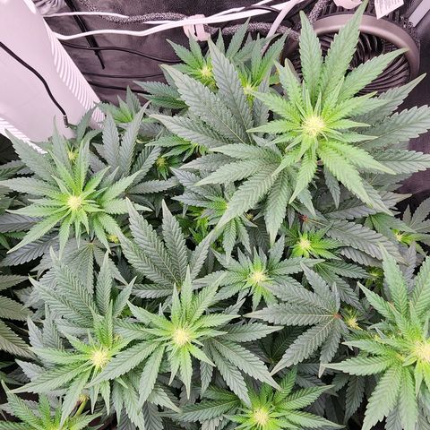 THC Bomb growlog timeline photo