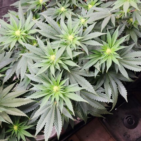 THC Bomb growlog timeline photo