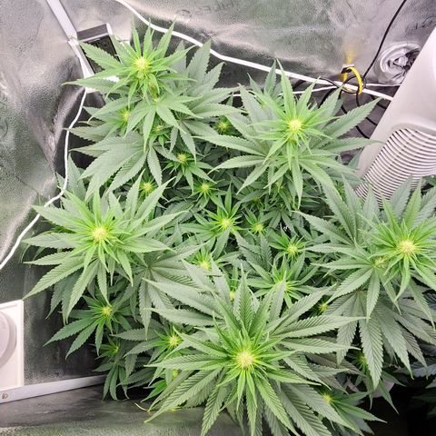 Animal Mints growlog timeline photo