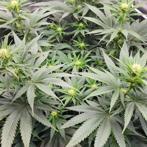 Animal Mints growlog timeline photo