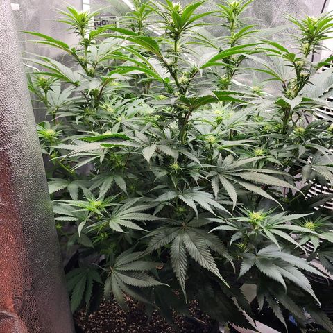 Animal Mints growlog timeline photo