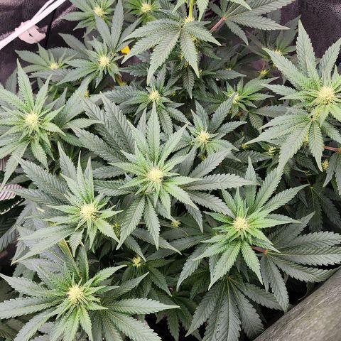 THC Bomb growlog timeline photo
