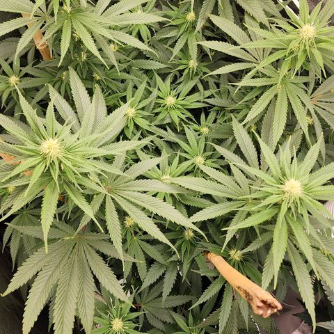 Animal Mints growlog timeline photo