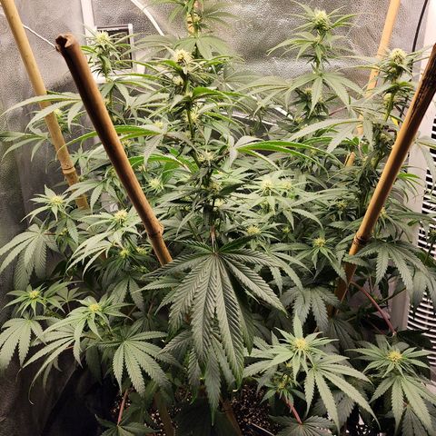 Animal Mints growlog timeline photo