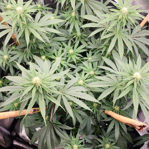 Animal Mints growlog timeline photo