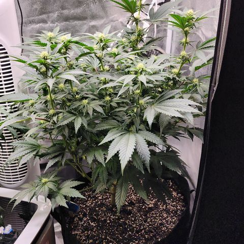 THC Bomb growlog timeline photo