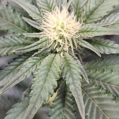 THC Bomb growlog timeline photo