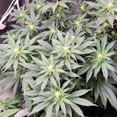 THC Bomb growlog timeline photo