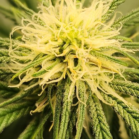 Animal Mints growlog timeline photo