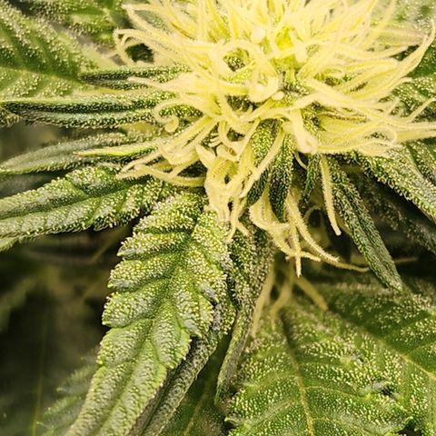 THC Bomb growlog timeline photo