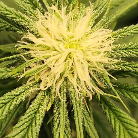 Animal Mints growlog timeline photo