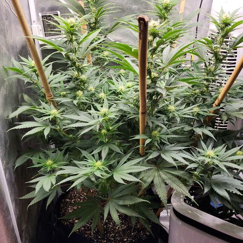 Animal Mints growlog timeline photo