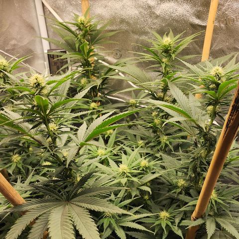 Animal Mints growlog timeline photo
