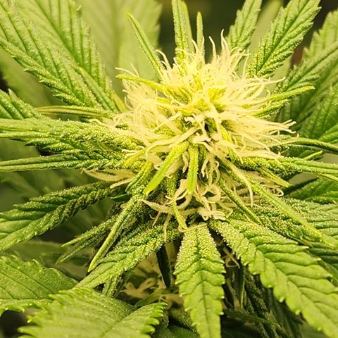 Animal Mints growlog timeline photo
