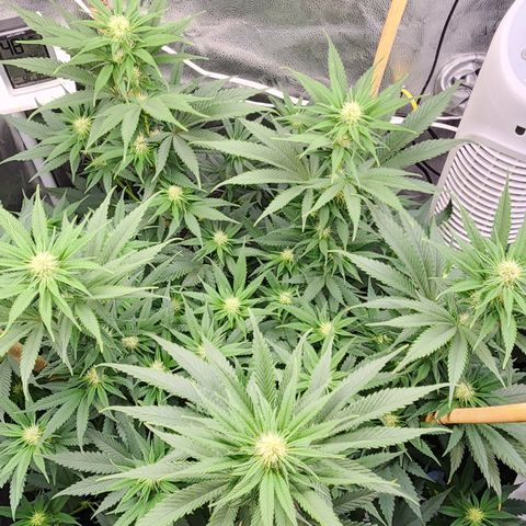 Animal Mints growlog timeline photo