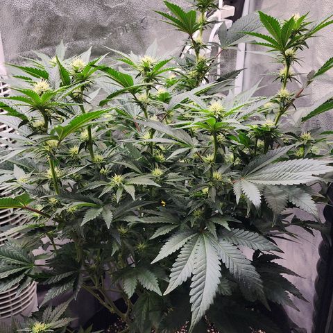 THC Bomb growlog timeline photo