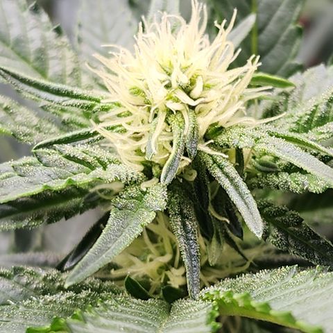 THC Bomb growlog timeline photo