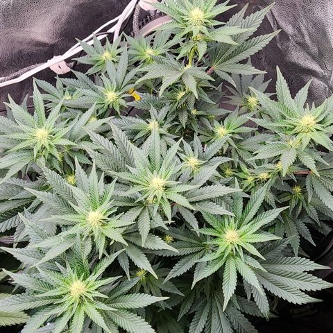 THC Bomb growlog timeline photo