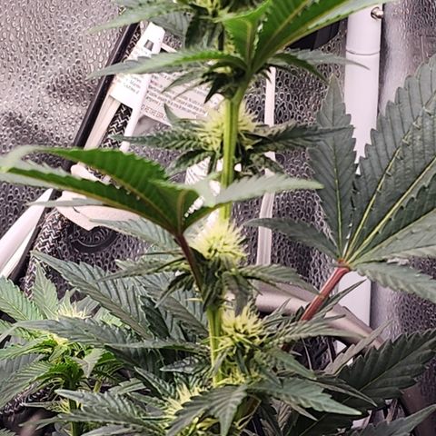 THC Bomb growlog timeline photo