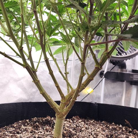 THC Bomb growlog timeline photo