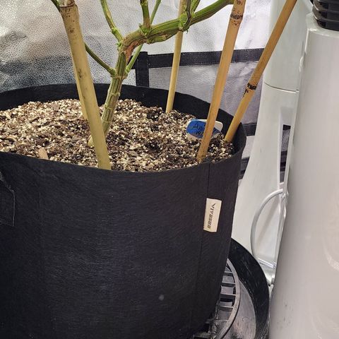 Animal Mints growlog timeline photo