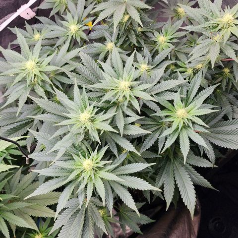 THC Bomb growlog timeline photo