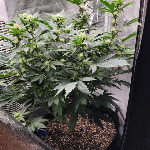 THC Bomb growlog timeline photo