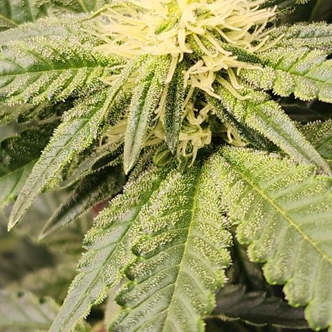 THC Bomb growlog timeline photo
