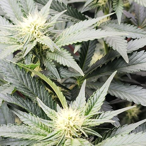THC Bomb growlog timeline photo