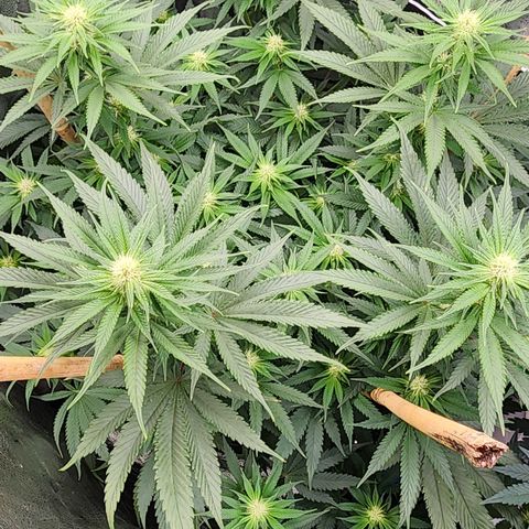 Animal Mints growlog timeline photo