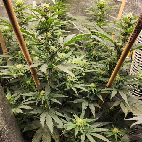 Animal Mints growlog timeline photo