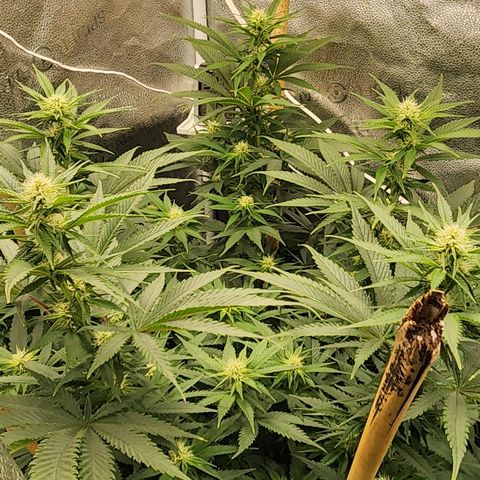 Animal Mints growlog timeline photo