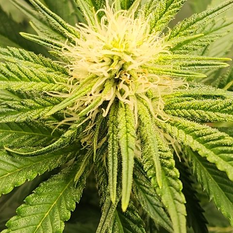 Animal Mints growlog timeline photo