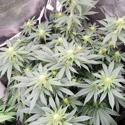 THC Bomb growlog timeline photo