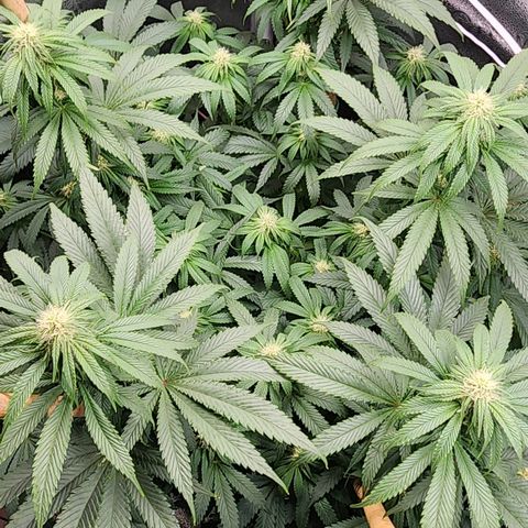 Animal Mints growlog timeline photo